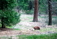 bear sighting!